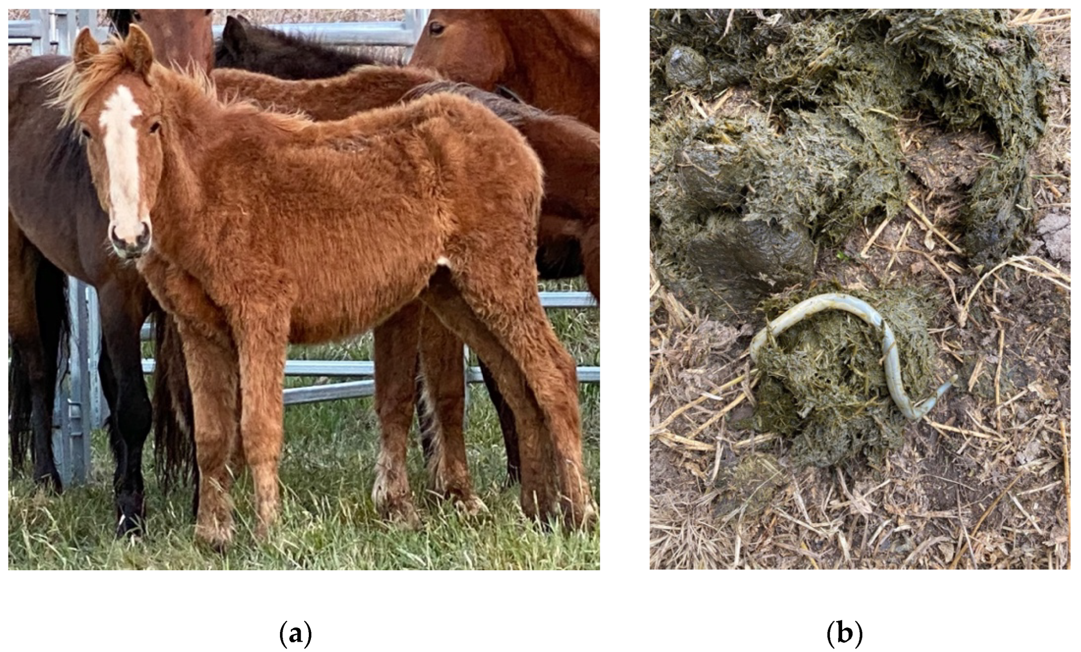 Animals 12 03385 g009 Animals 12 03385 g009