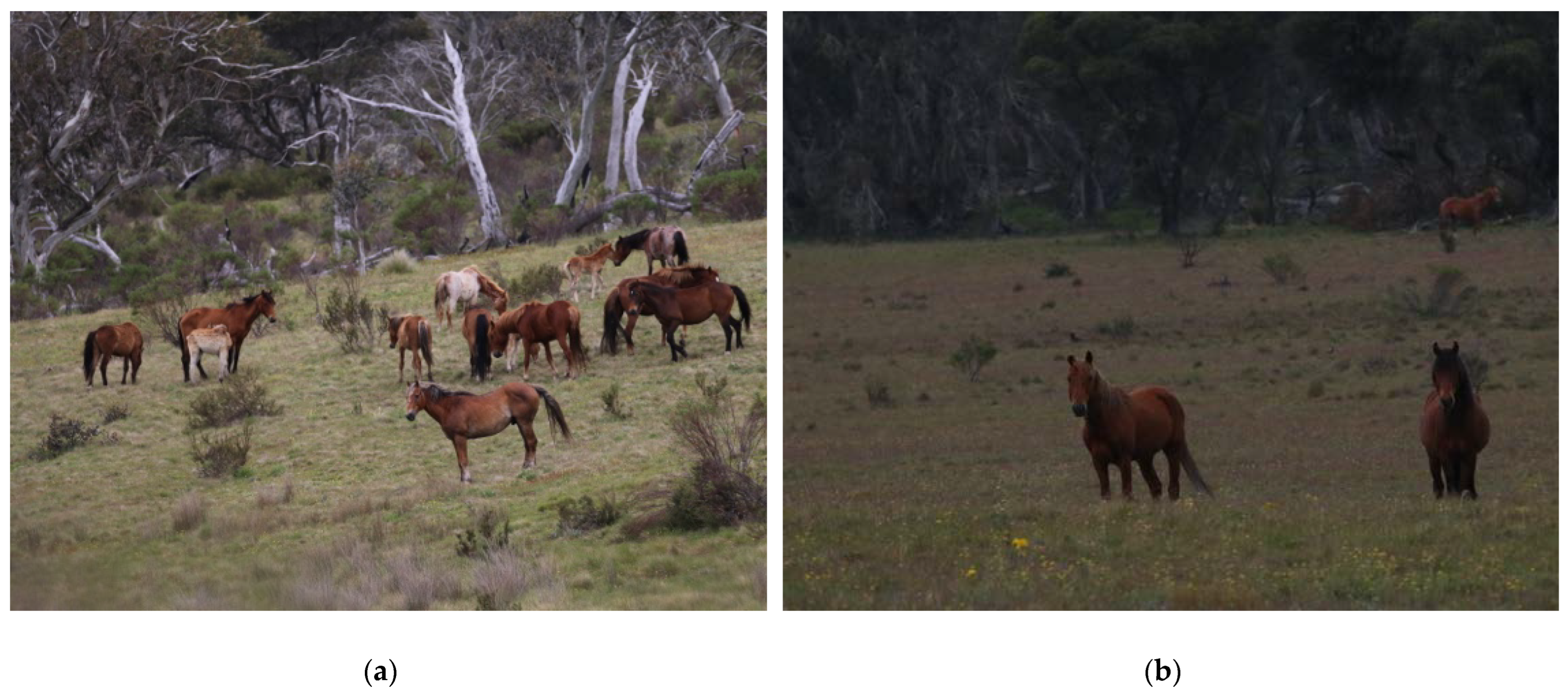 Animals 12 03385 g010 Animals 12 03385 g010