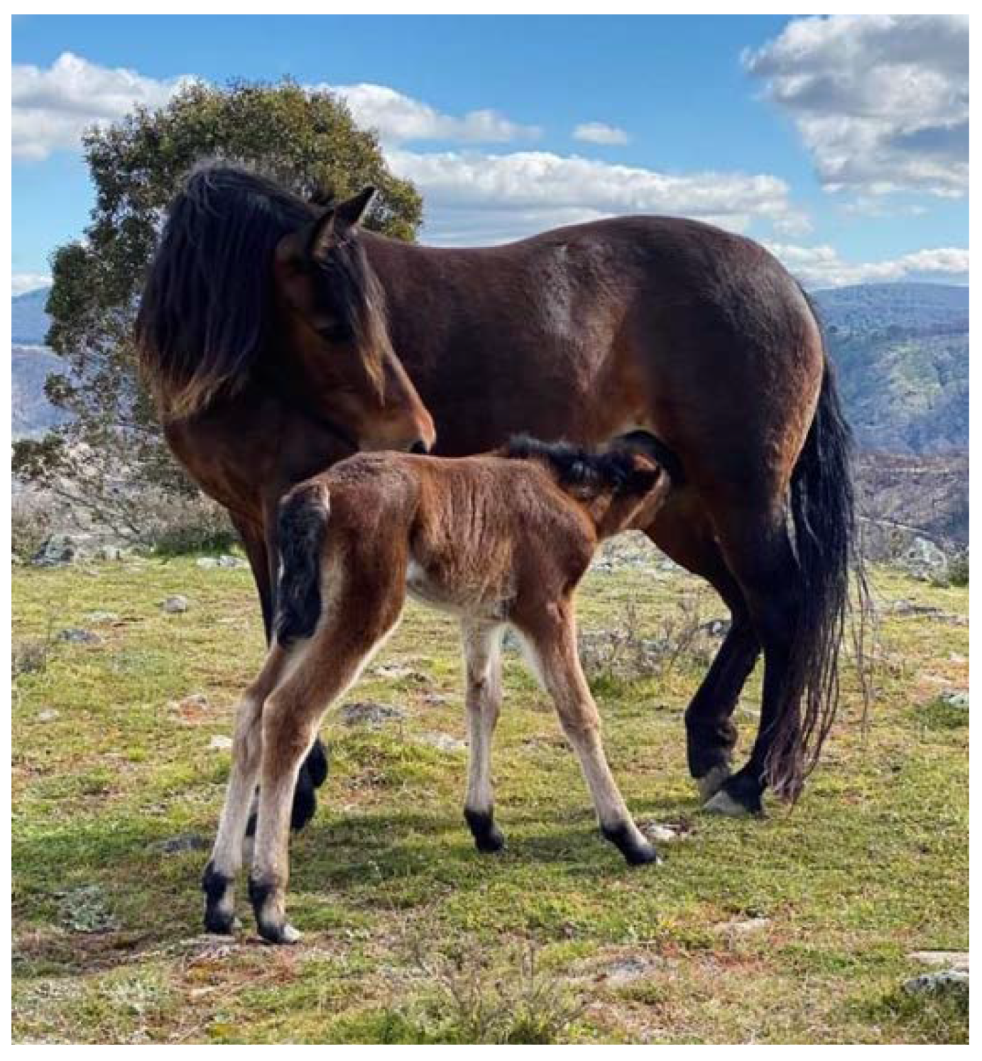 Animals 12 03385 g011 Animals 12 03385 g011