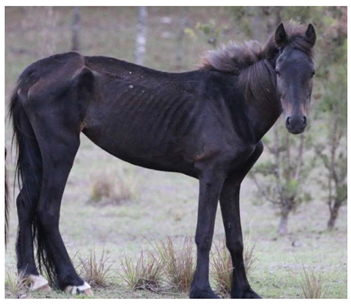 Animals 12 03385 i001