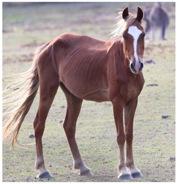 Animals 12 03385 i002