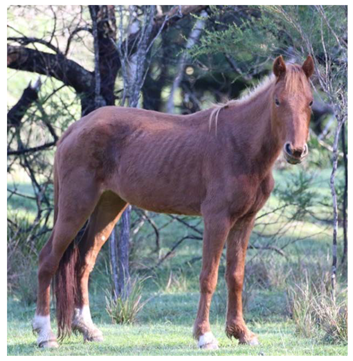 Animals 12 03385 i003