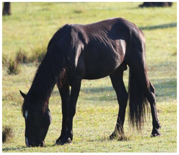 Animals 12 03385 i004