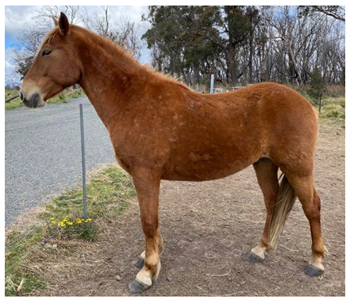 Animals 12 03385 i005