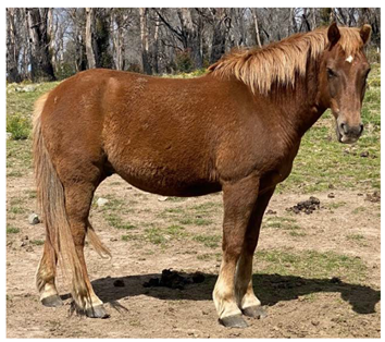 Animals 12 03385 i006