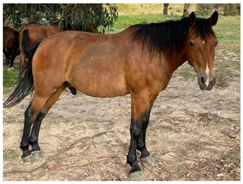 Animals 12 03385 i007