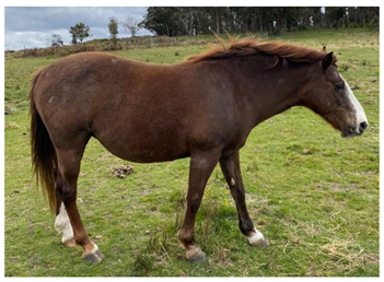 Animals 12 03385 i008