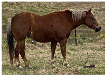 Animals 12 03385 i009