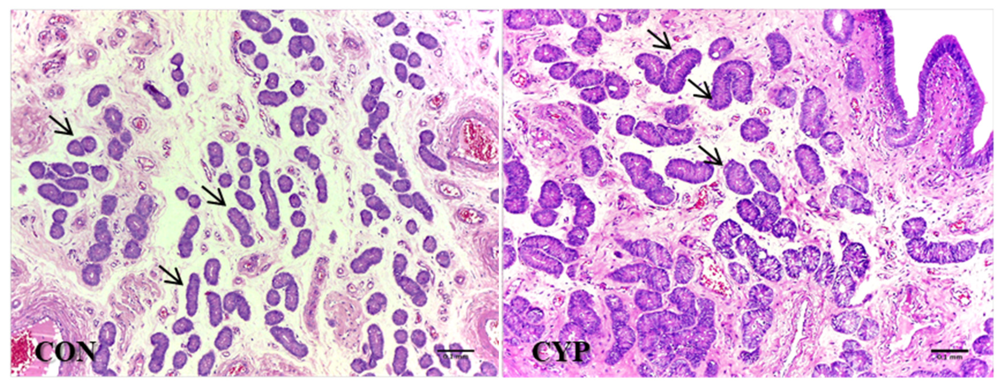 Animals 12 03393 g005