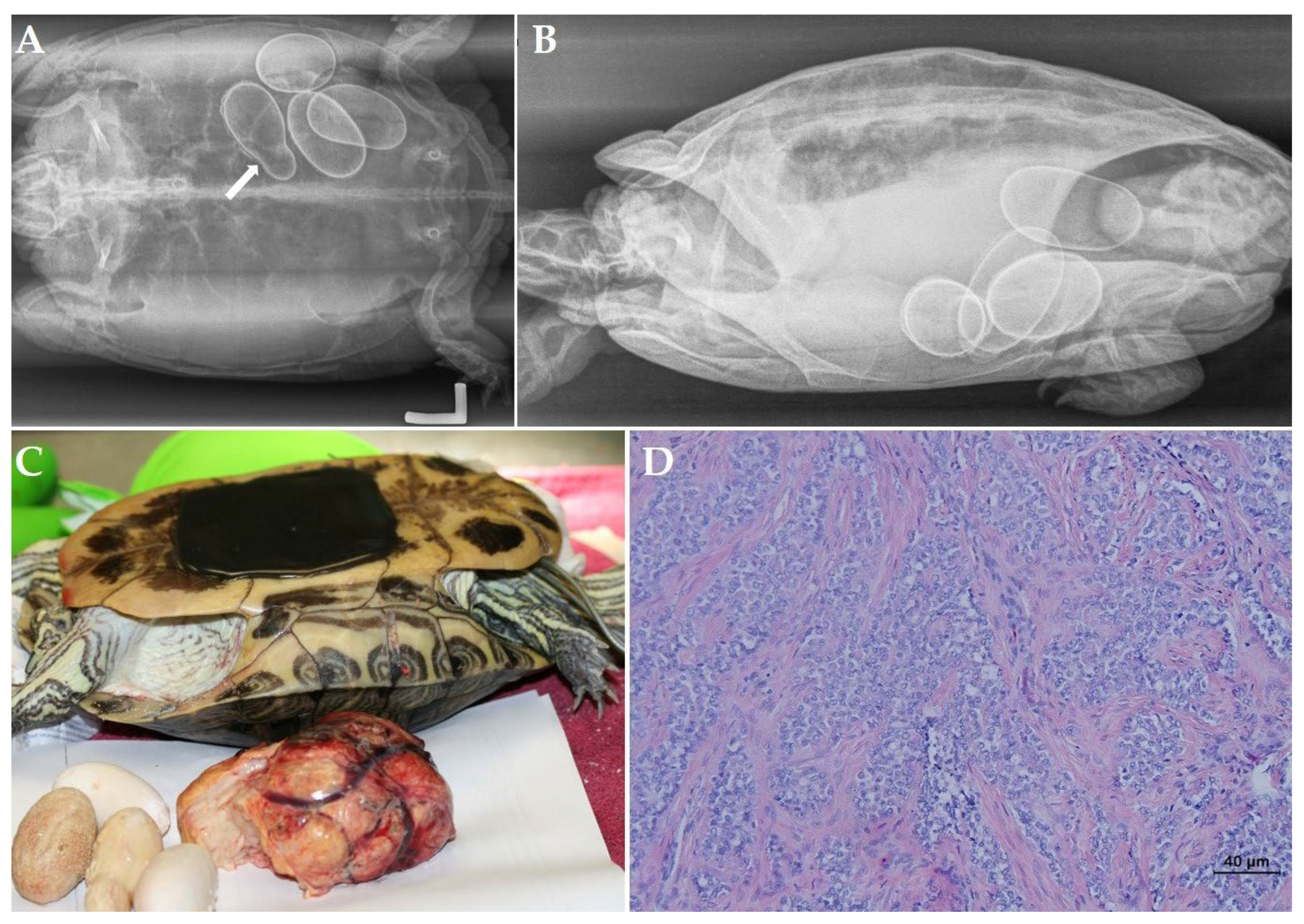 Animals 12 03439 g001