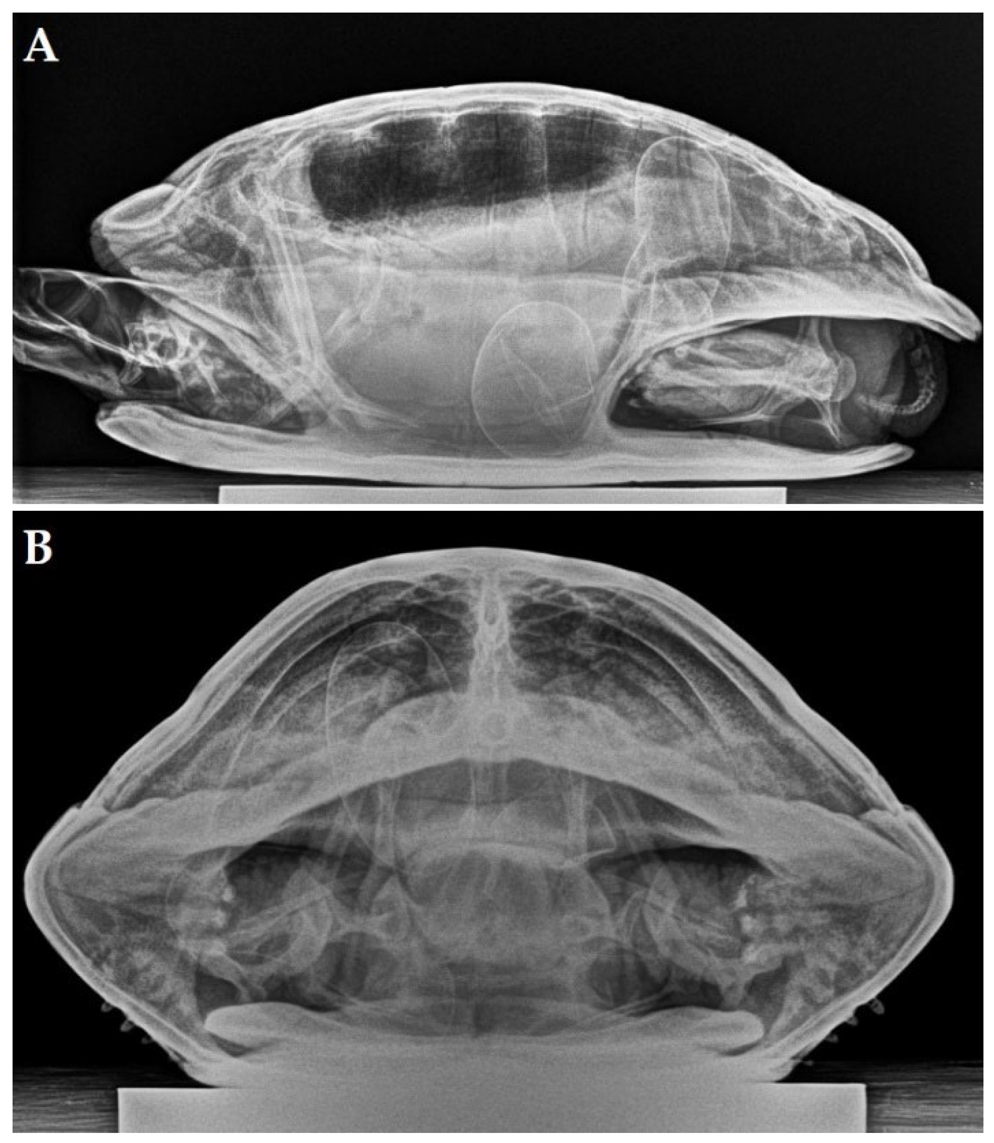 Animals 12 03439 g002