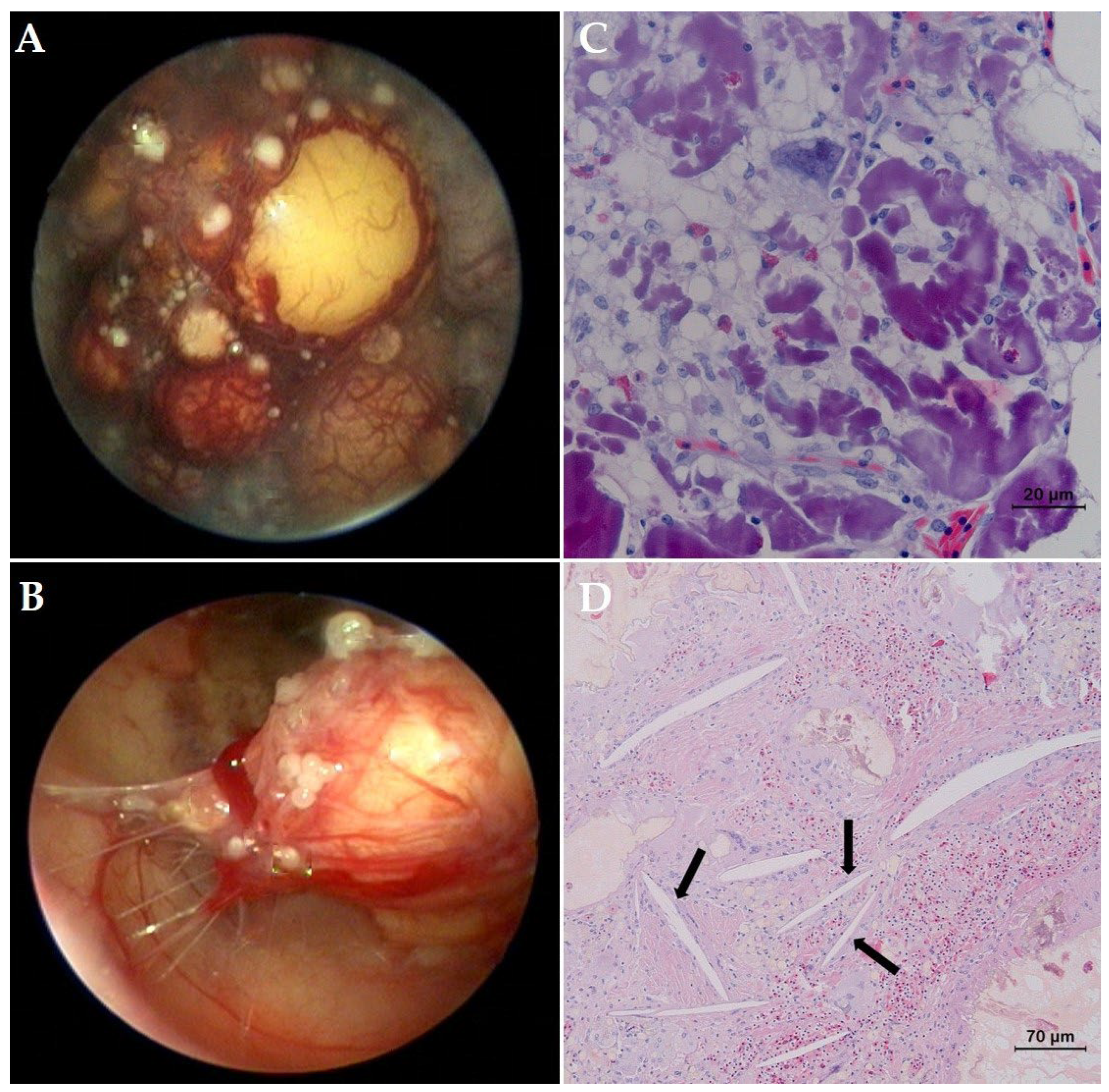 Animals 12 03439 g003