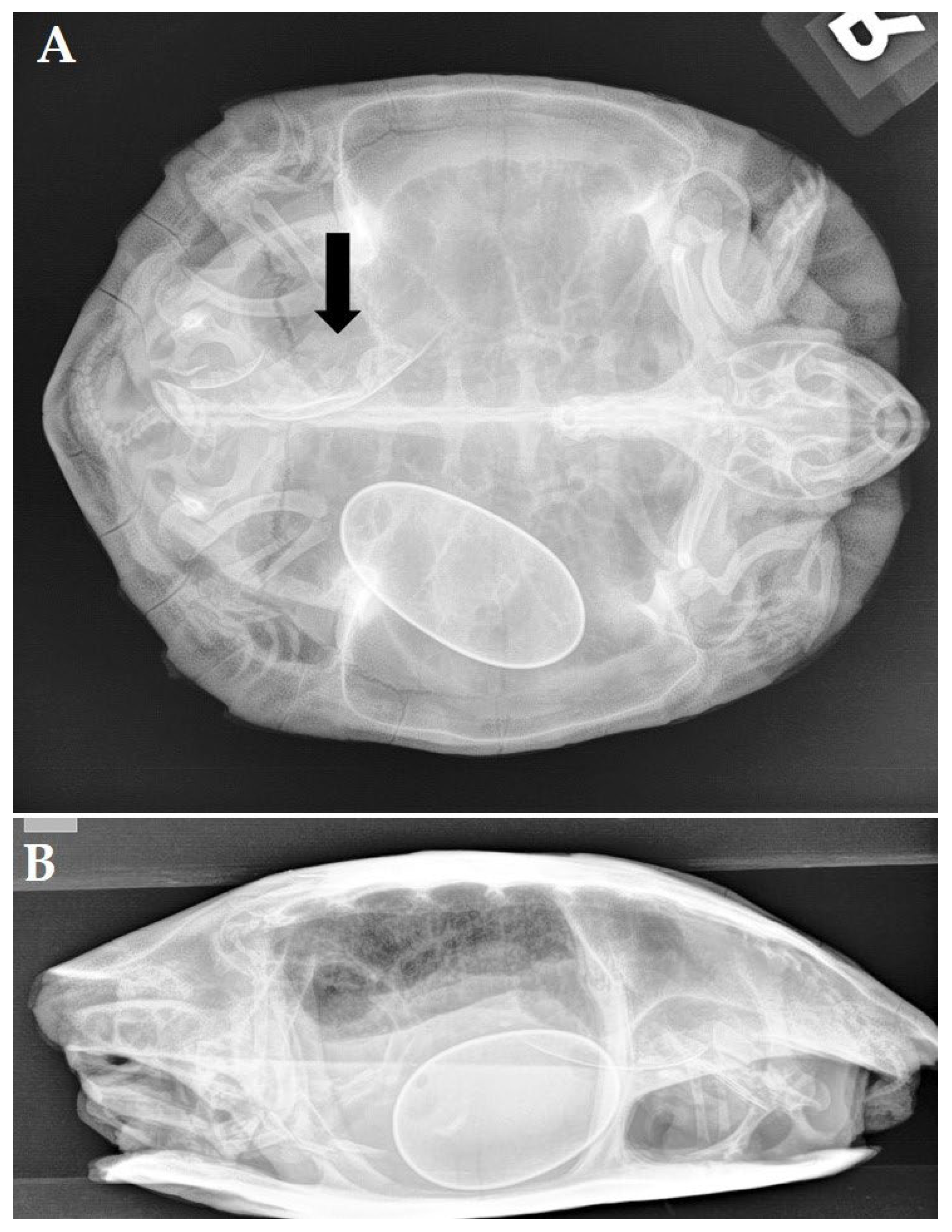 Animals 12 03439 g004