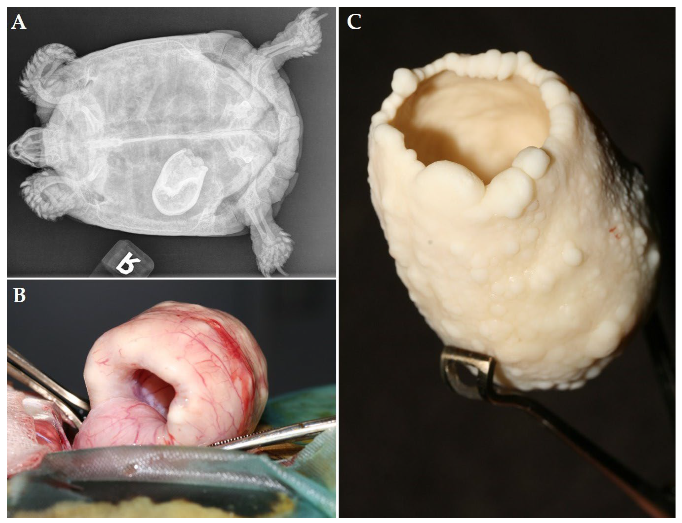 Animals 12 03439 g006