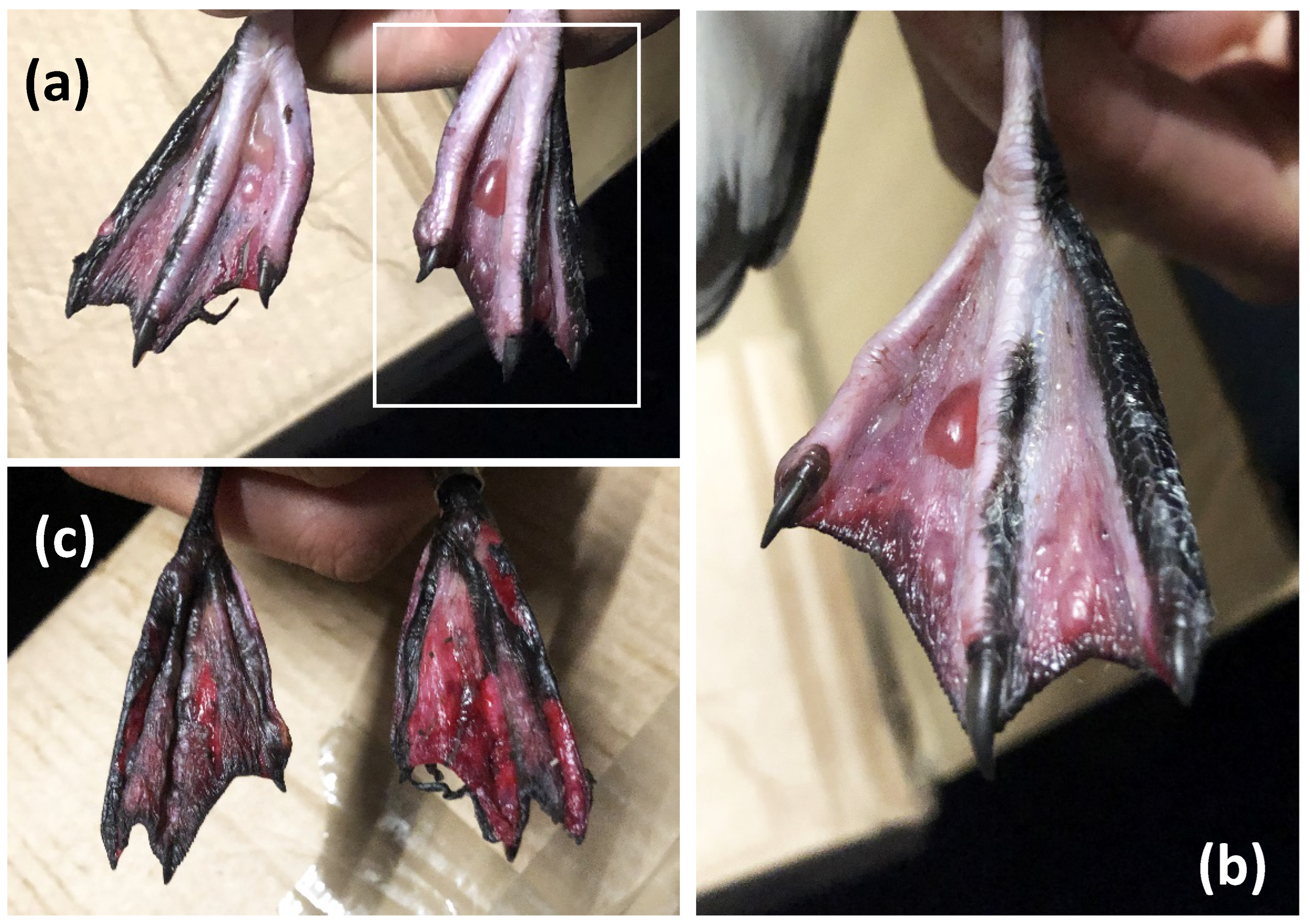 Animals 12 03457 g001