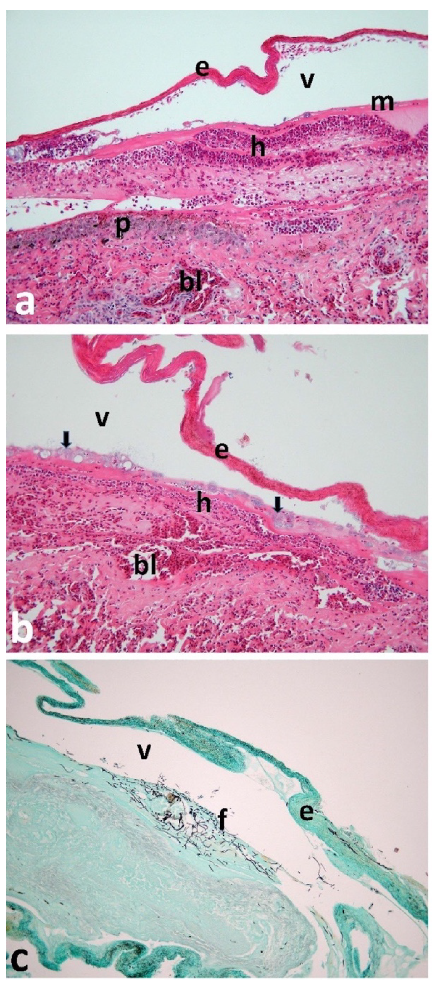 Animals 12 03457 g002