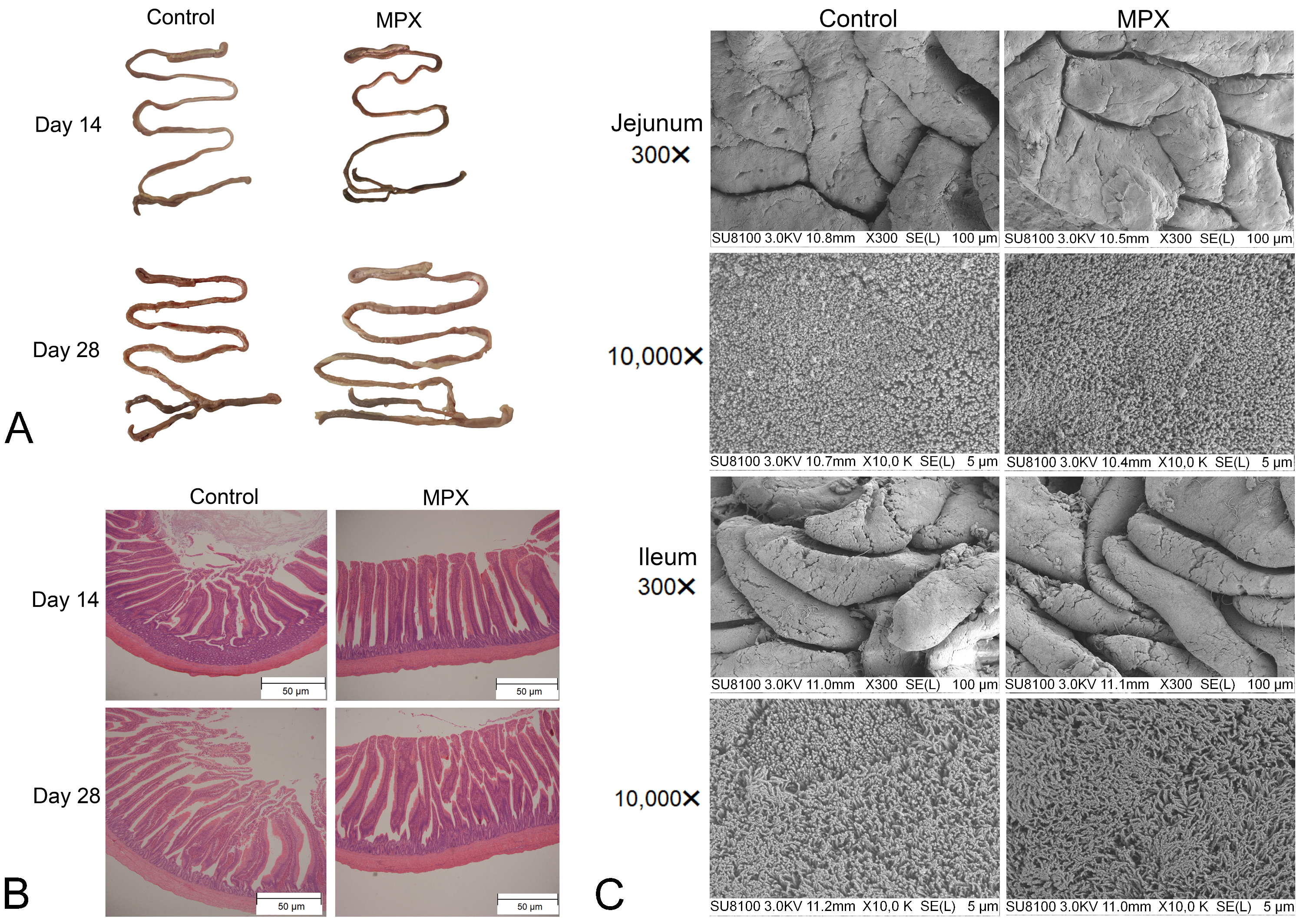 Animals 12 03462 g001