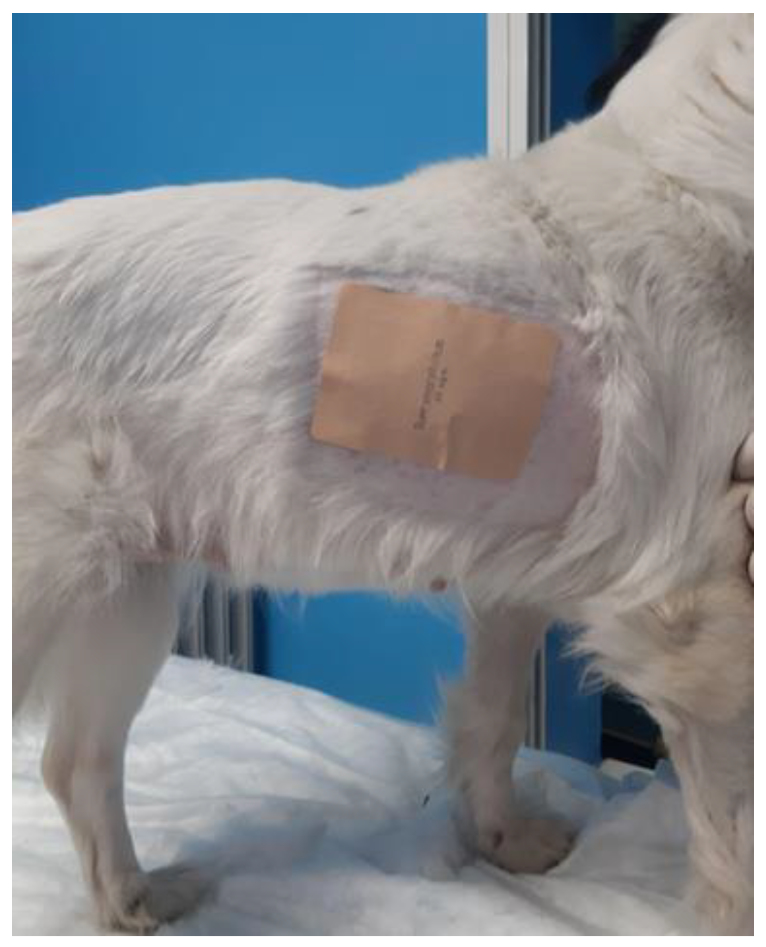 Animals 12 03468 g001