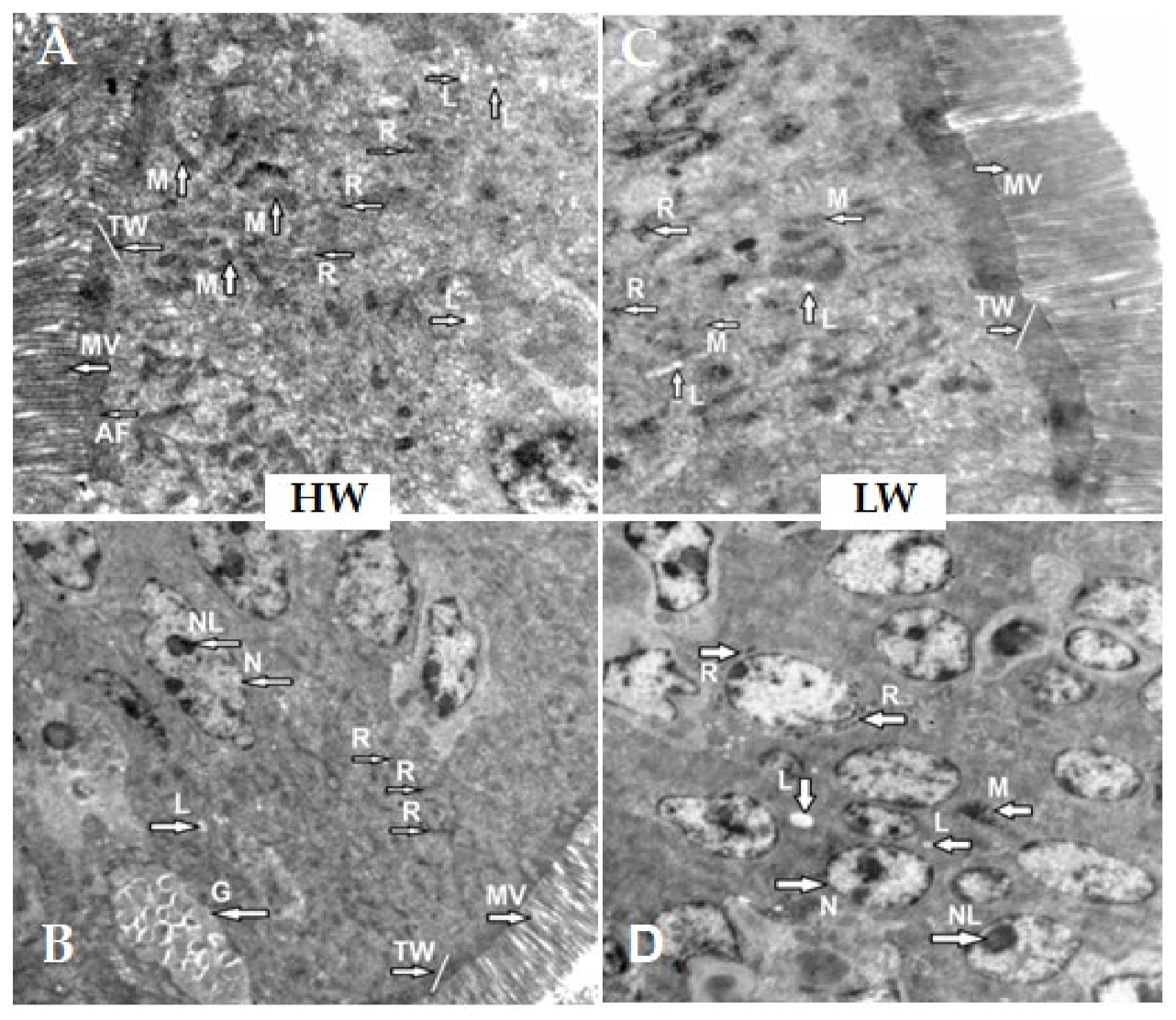 Animals 12 03474 g001