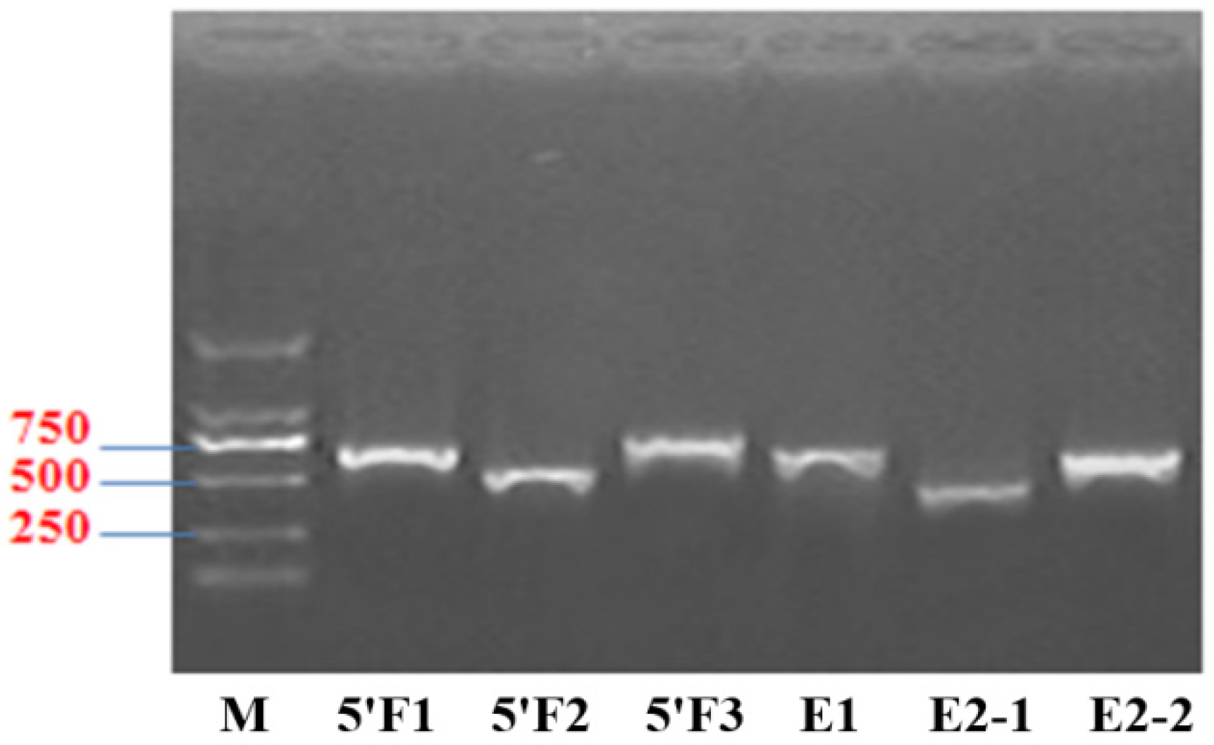 Animals 12 03528 g001b