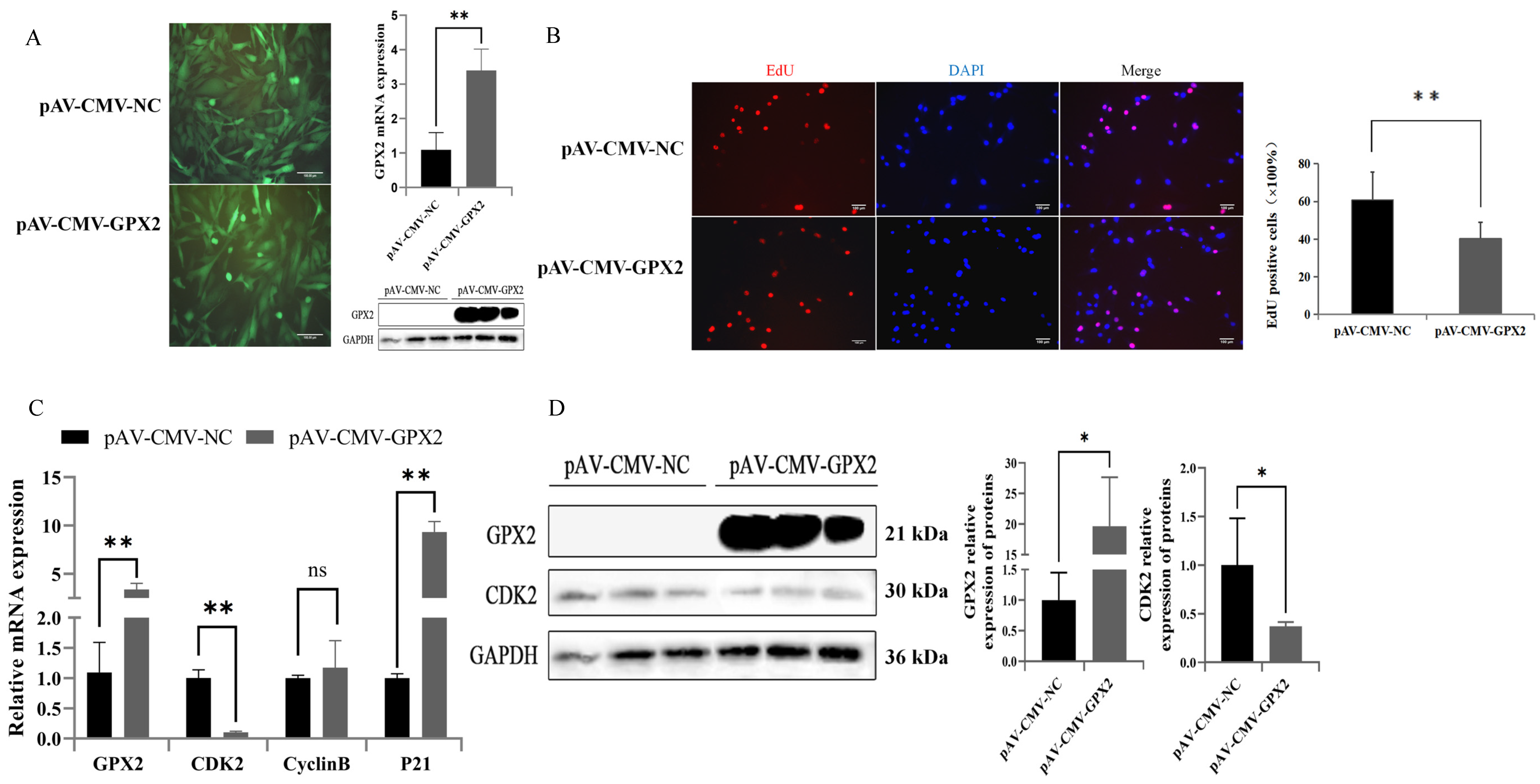 Animals 12 03528 g004