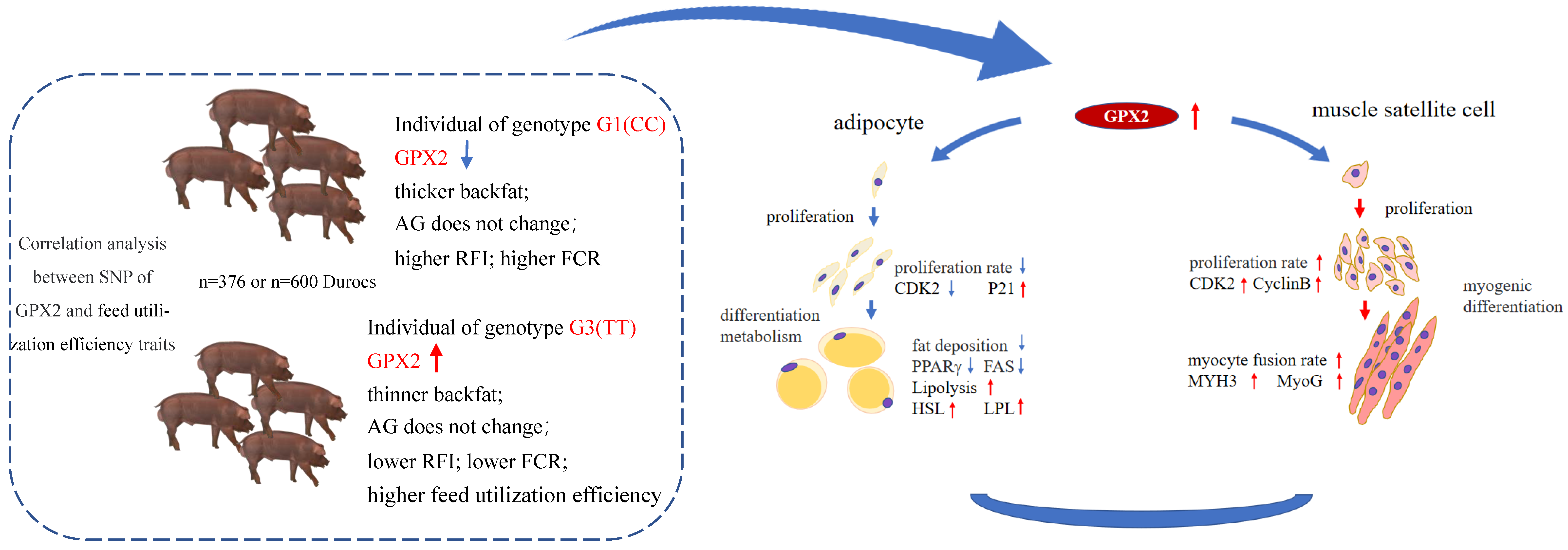 Animals 12 03528 g008