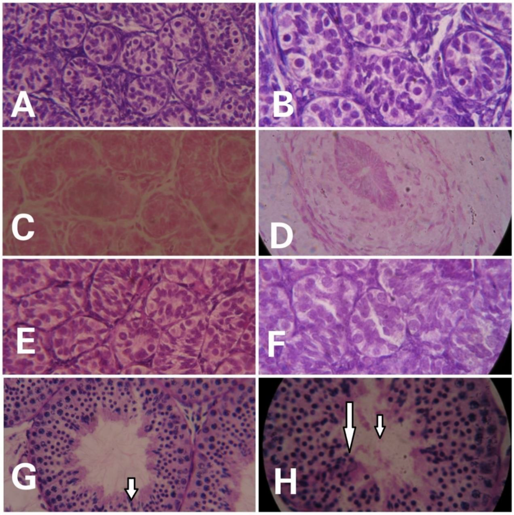 Animals 12 03533 g002