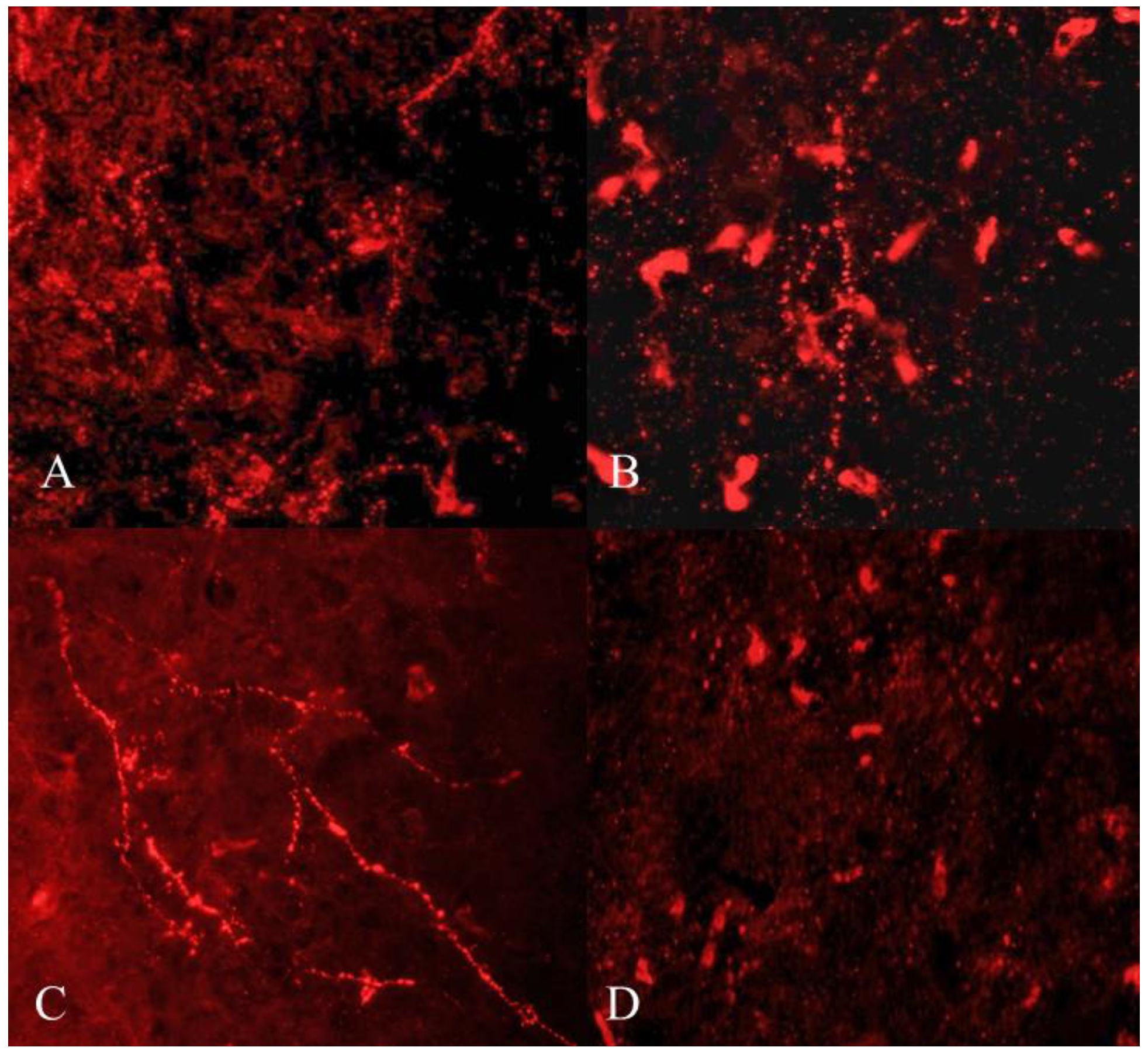 Animals 12 03533 g004