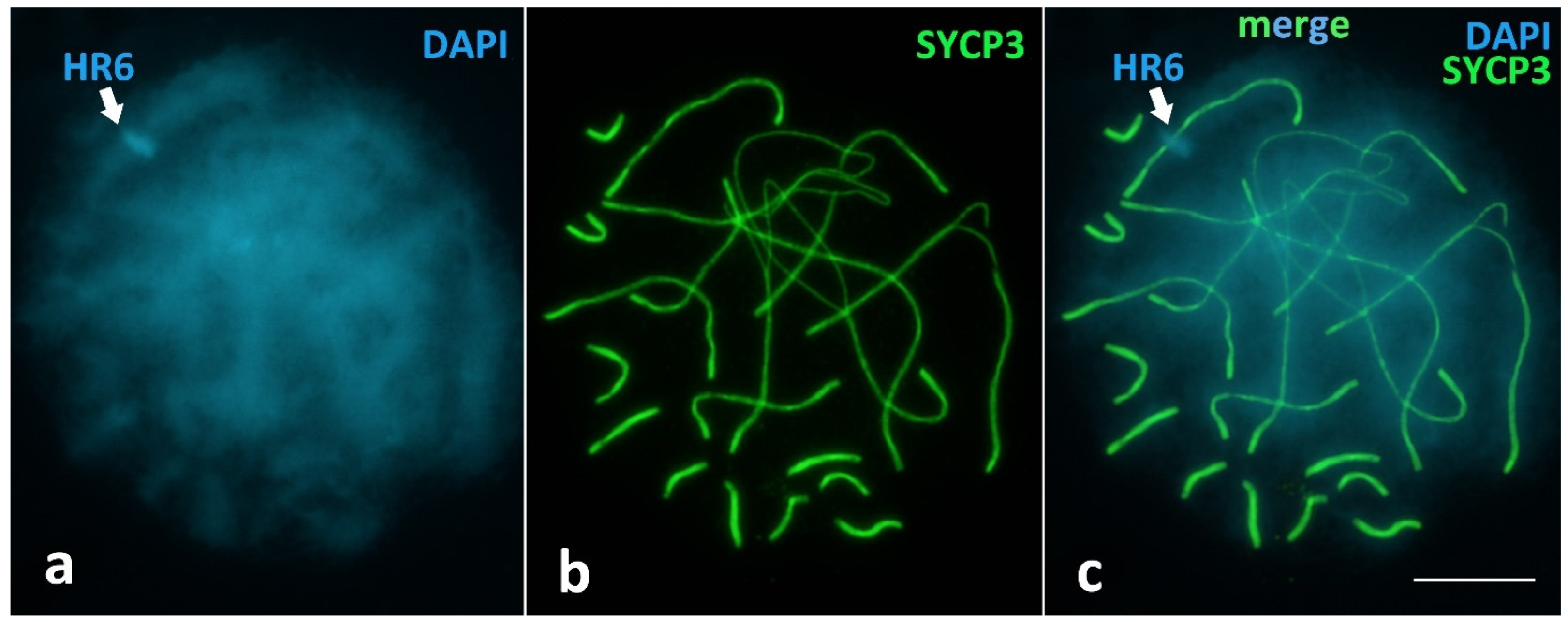 Animals 12 03563 g0a2