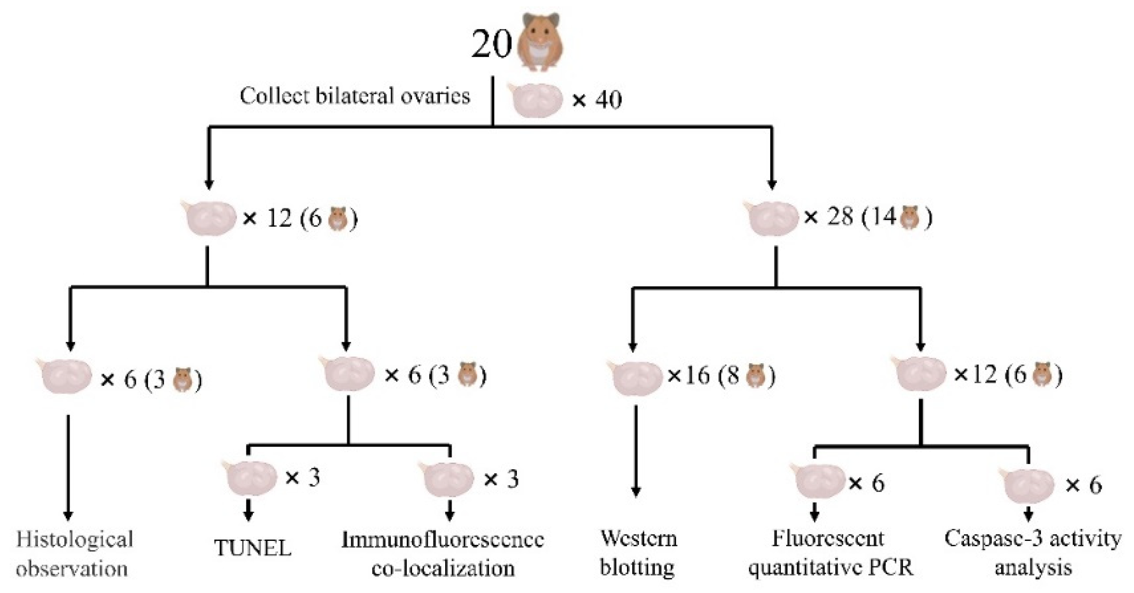 Animals 12 03570 g001