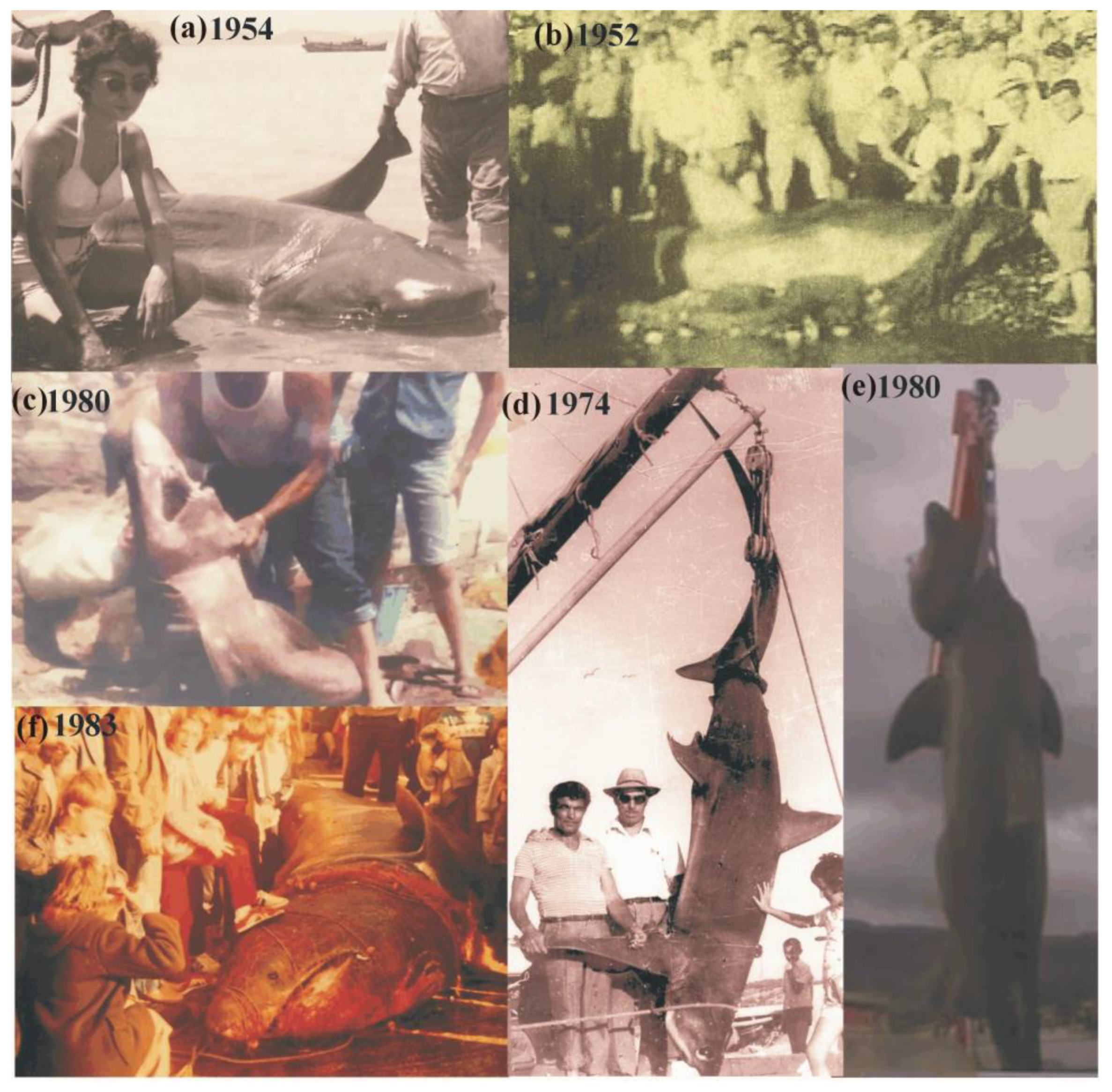 Animals 12 03575 g003