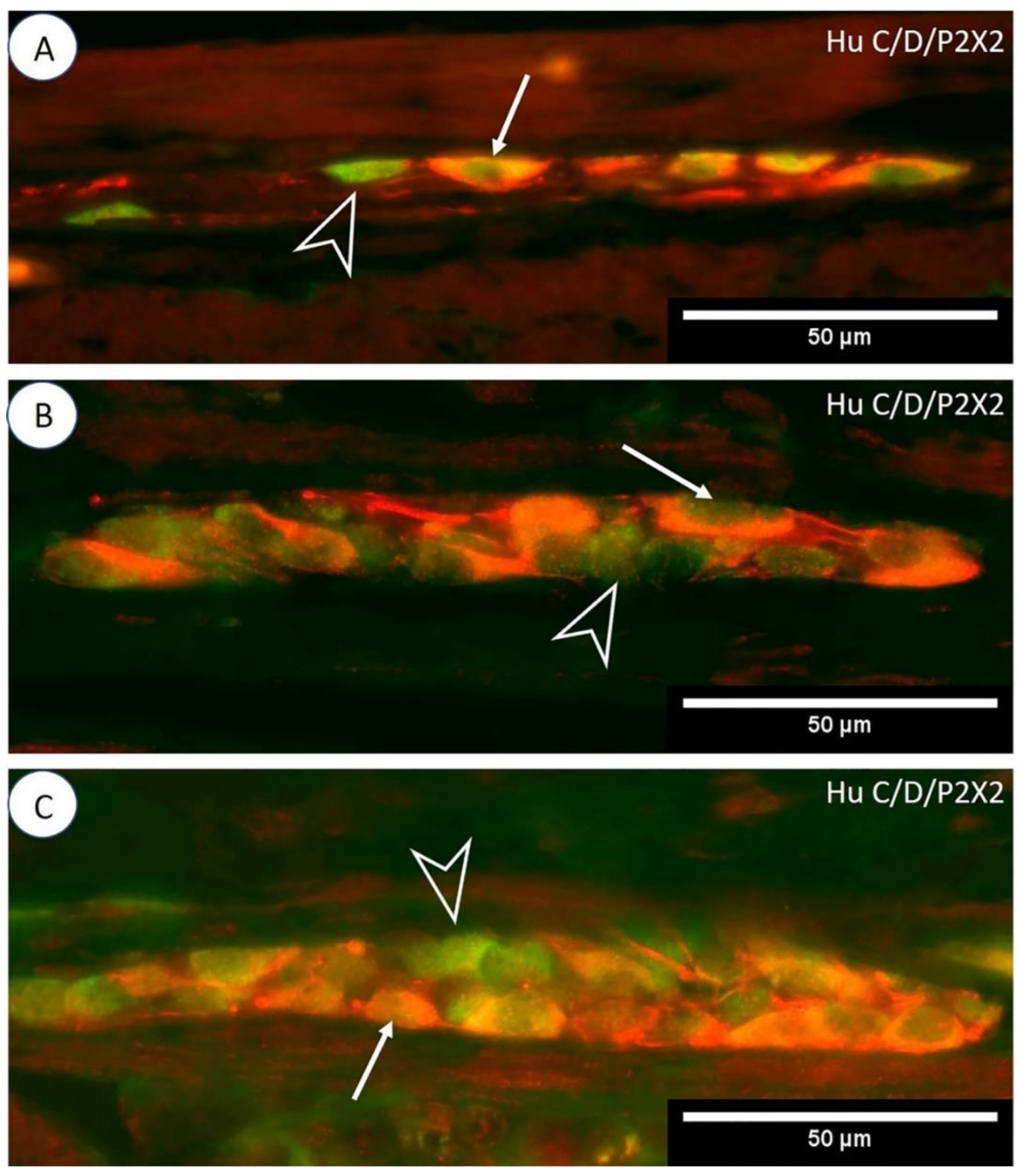 Animals 12 03576 g002