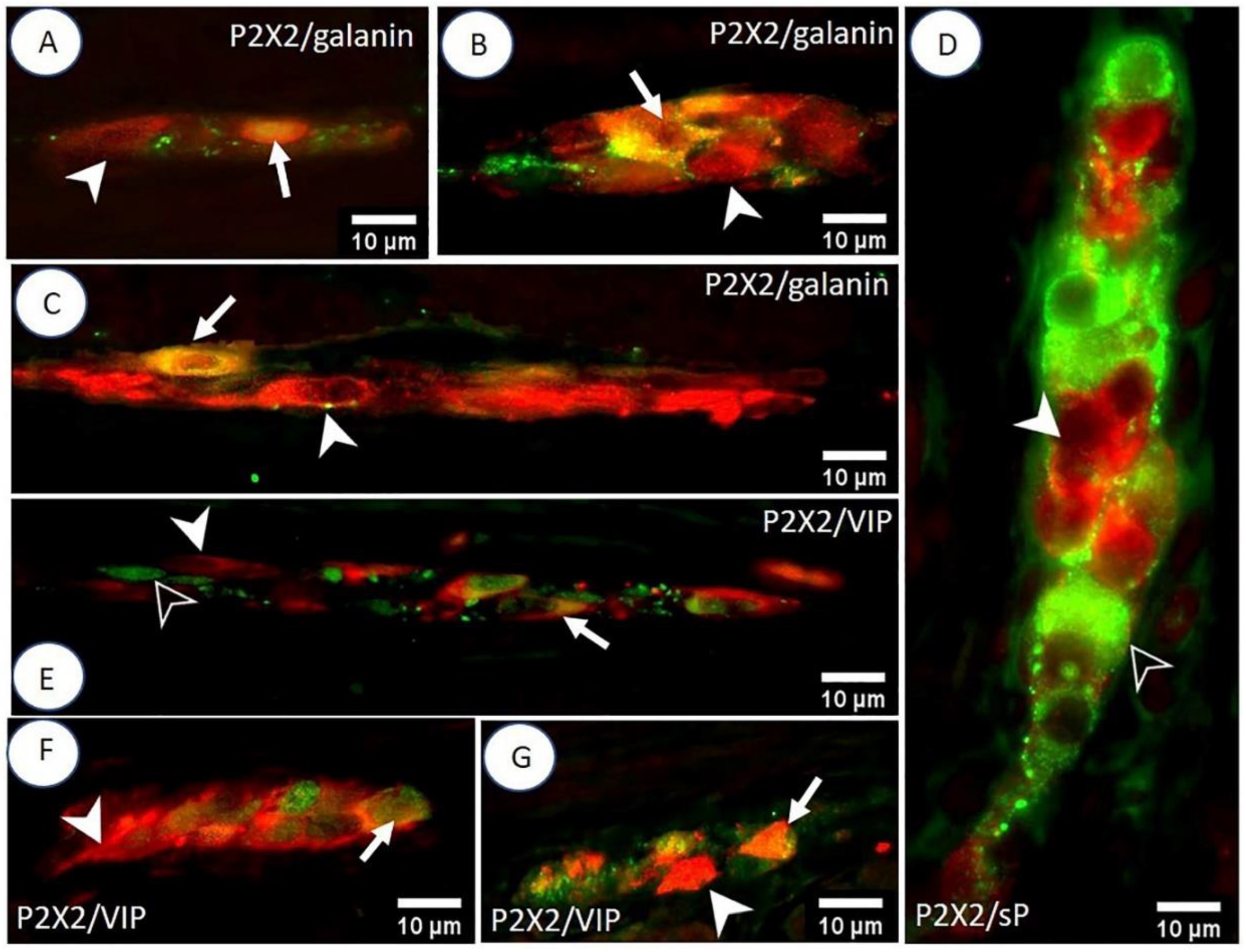 Animals 12 03576 g003