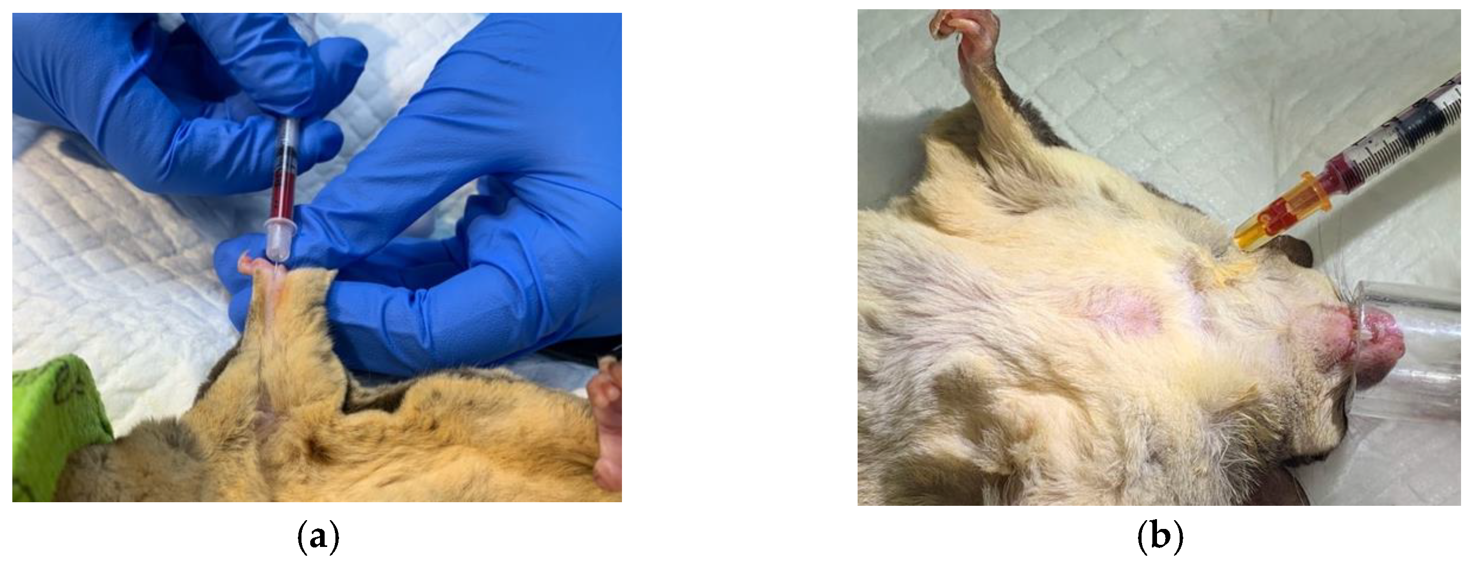 Animals 12 03583 g002