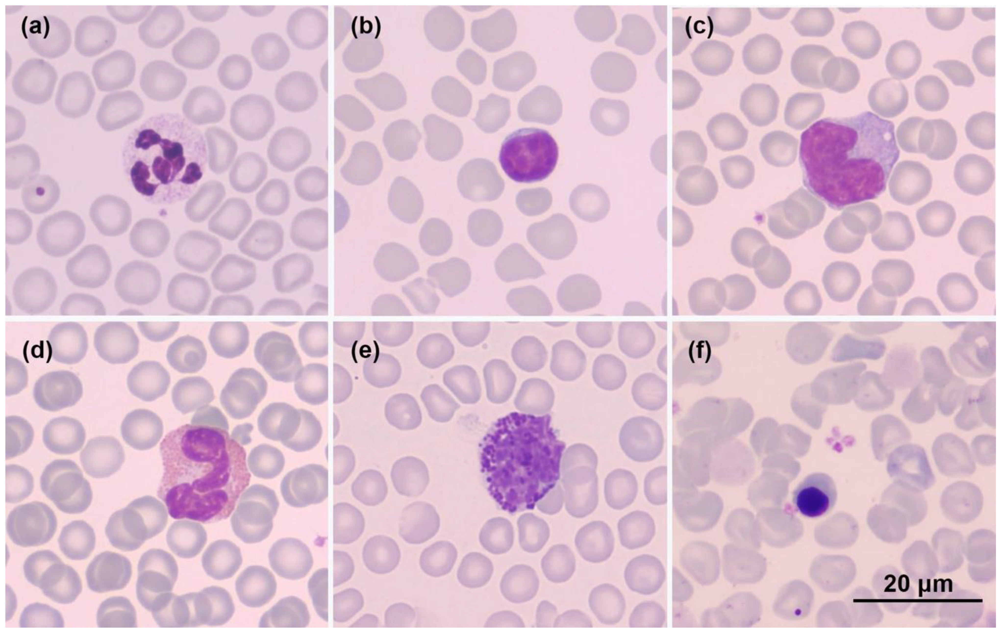 Animals 12 03583 g003