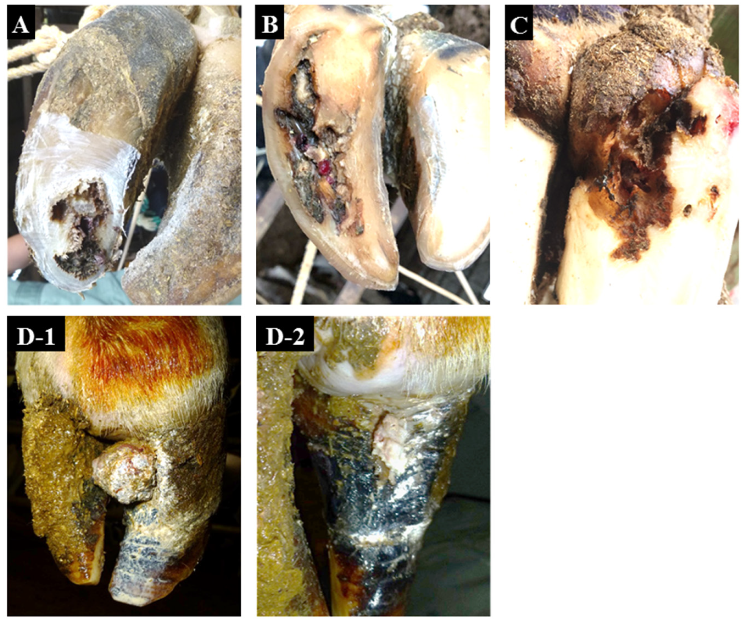 Animals 12 03584 g001