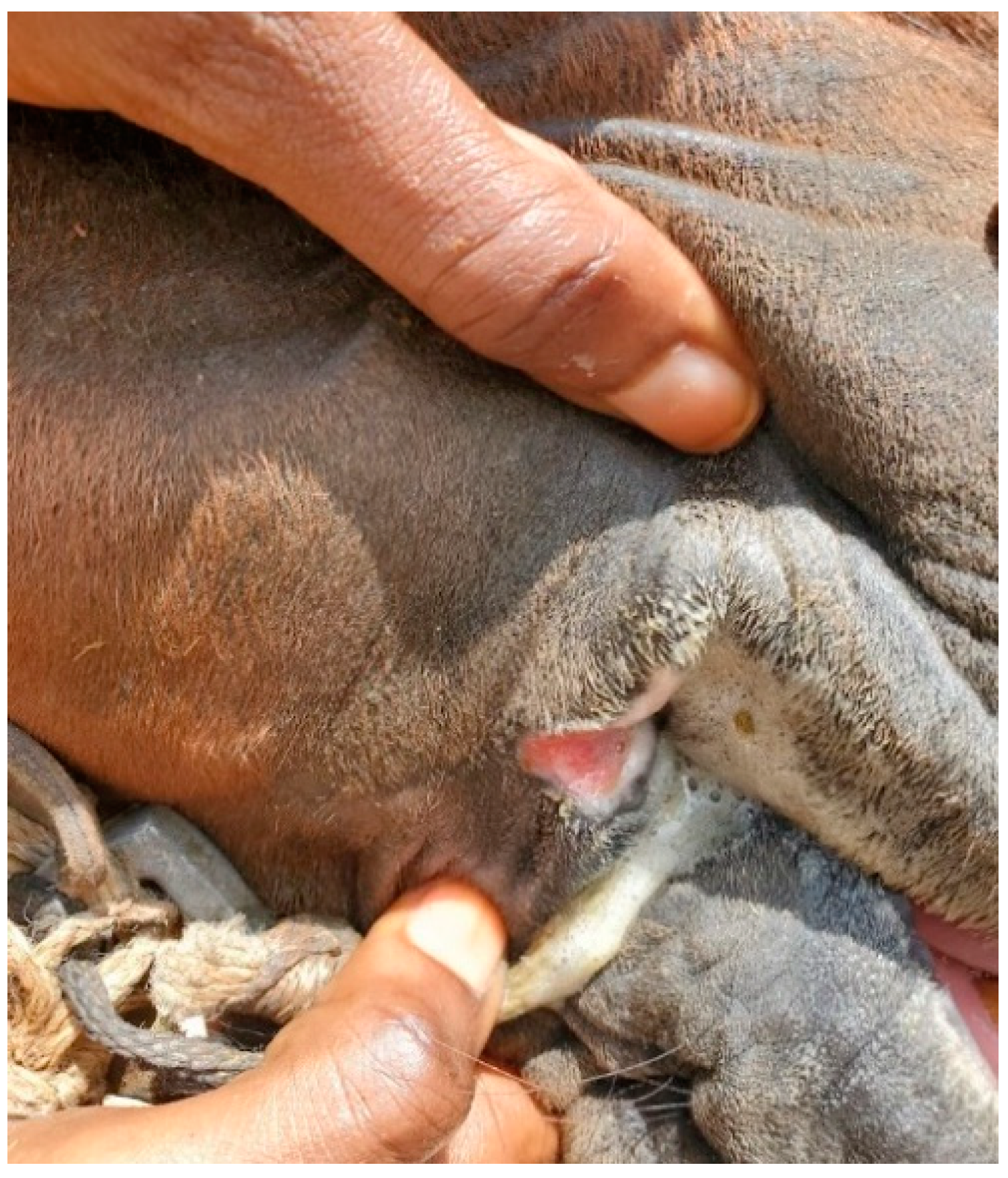 Animals 13 00002 g001