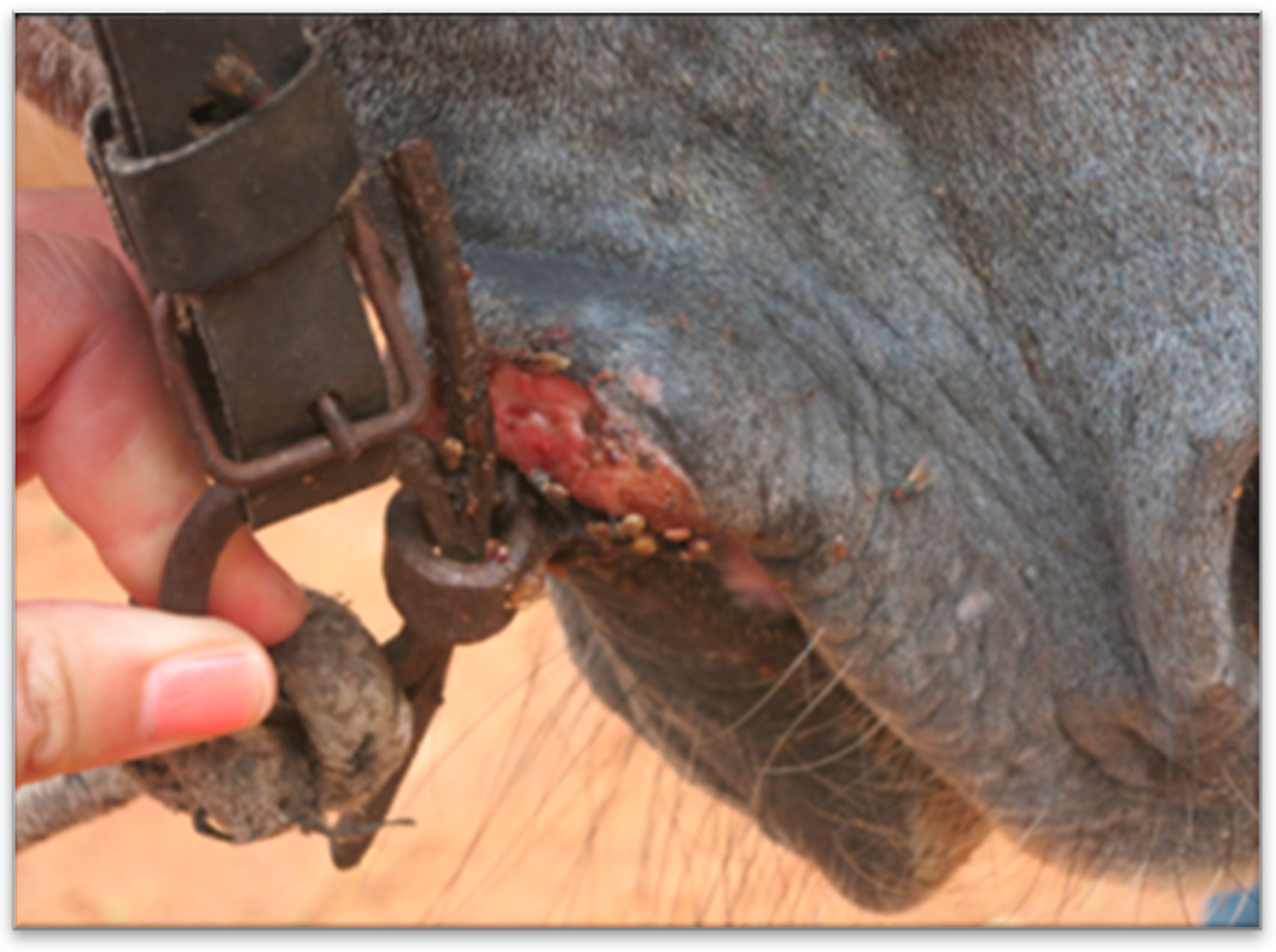 Animals 13 00002 g002