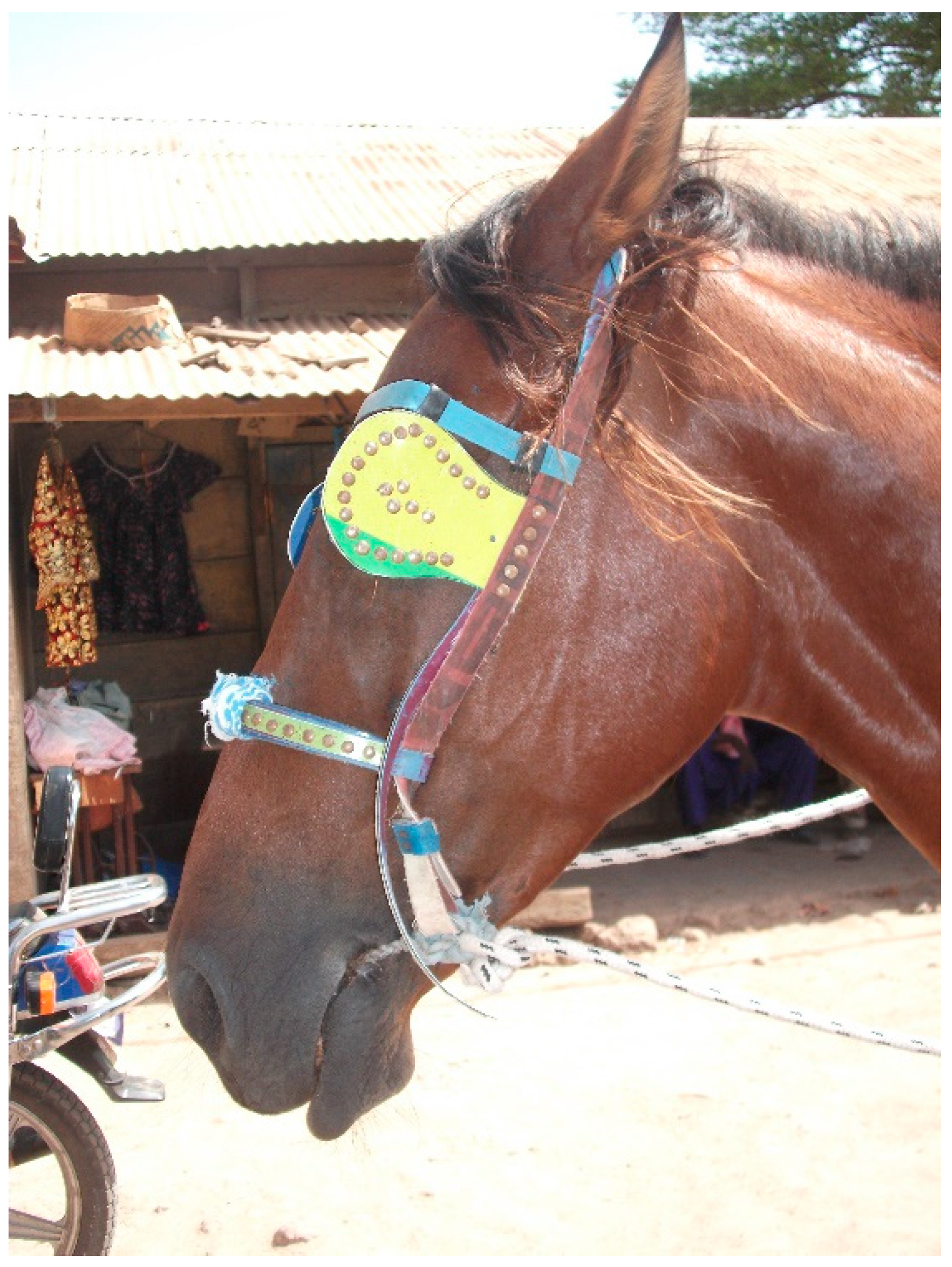 Animals 13 00002 g004