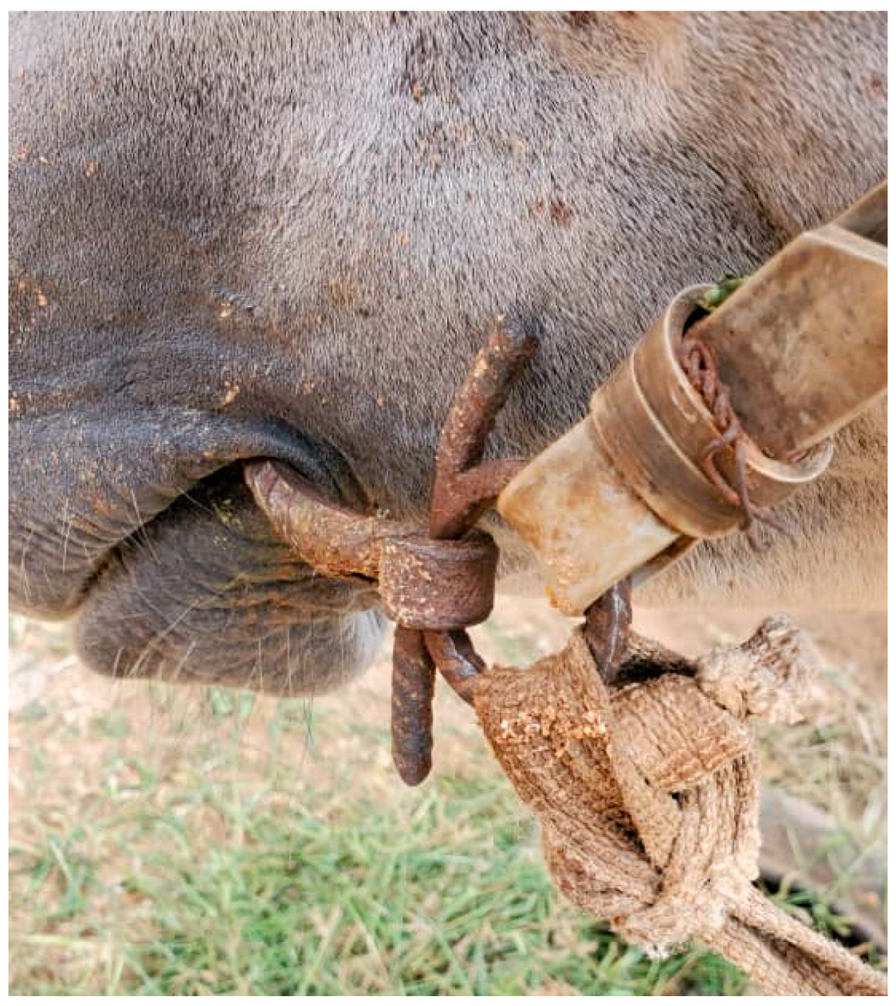 Animals 13 00002 g005