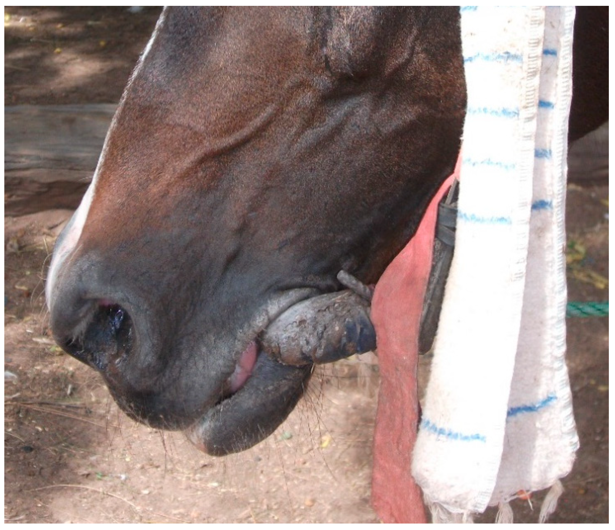 Animals 13 00002 g007