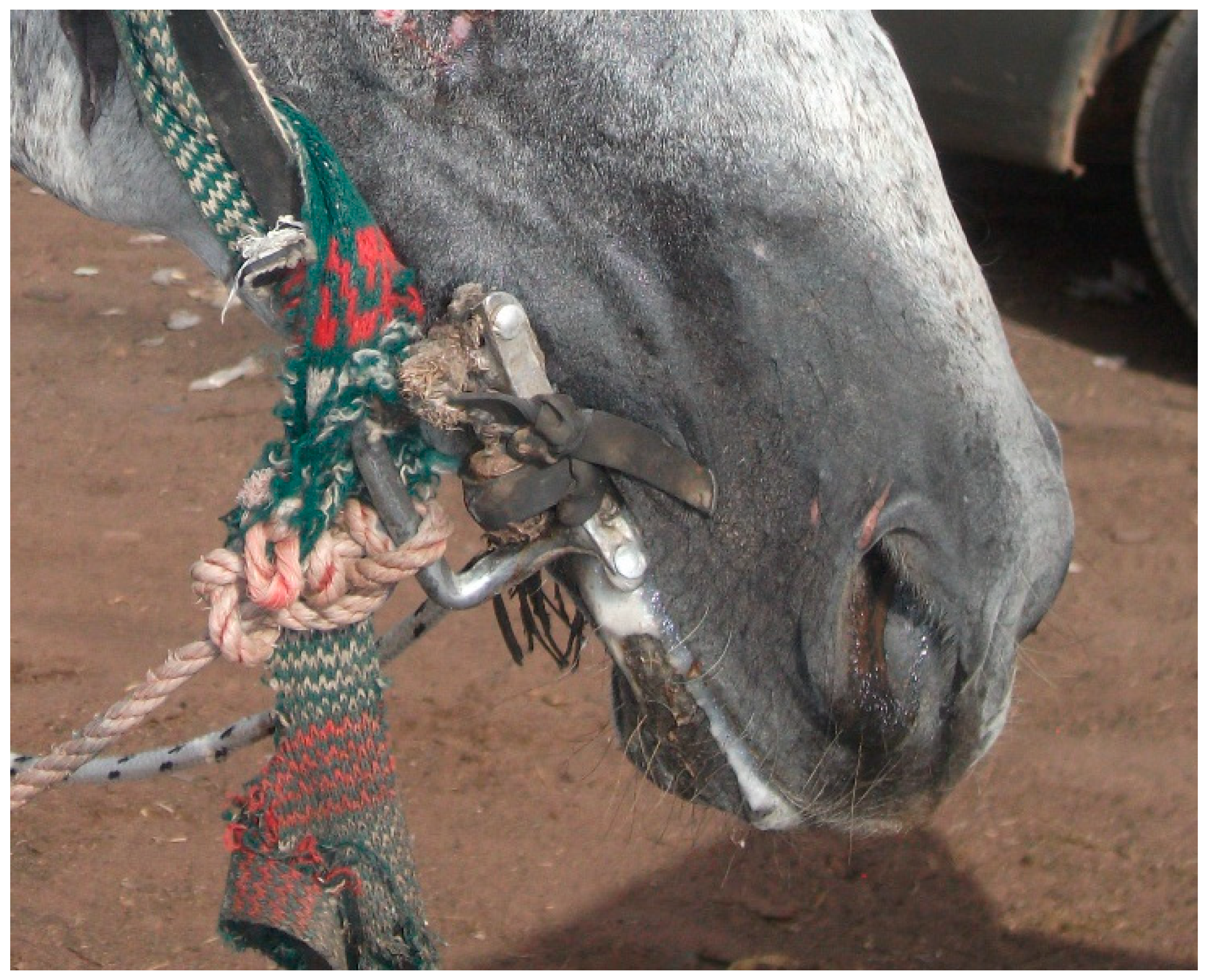 Animals 13 00002 g008