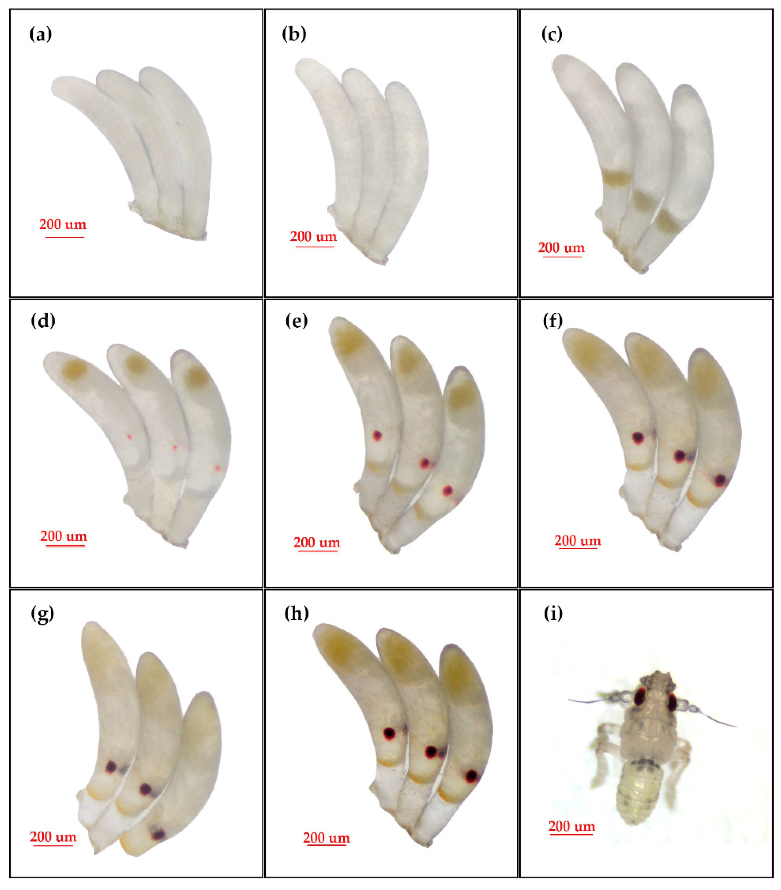 Animals 13 00012 g003 Animals 13 00012 g003