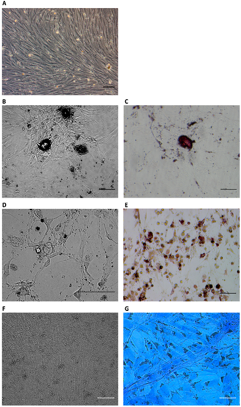 Animals 13 00017 g004