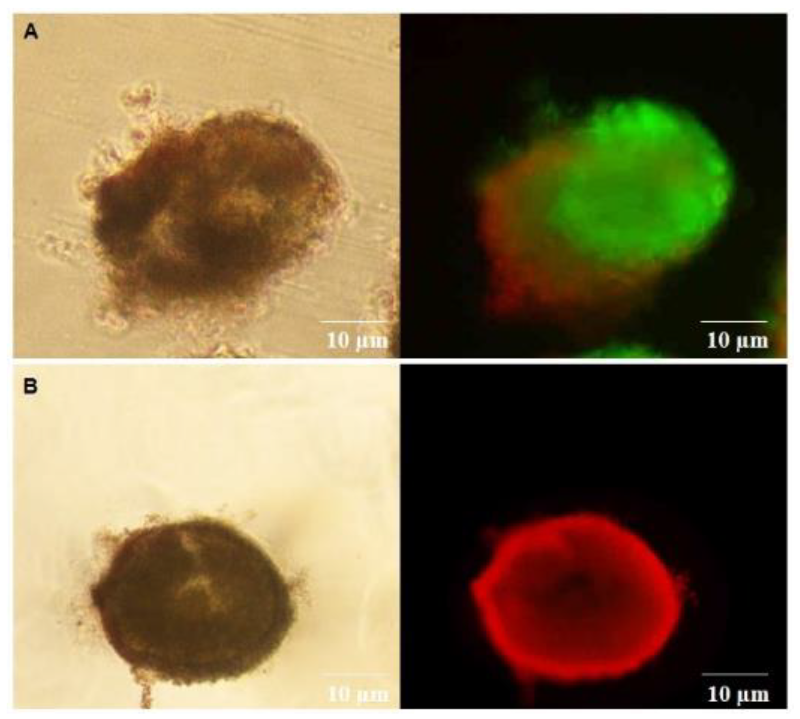 Animals 13 00018 g011