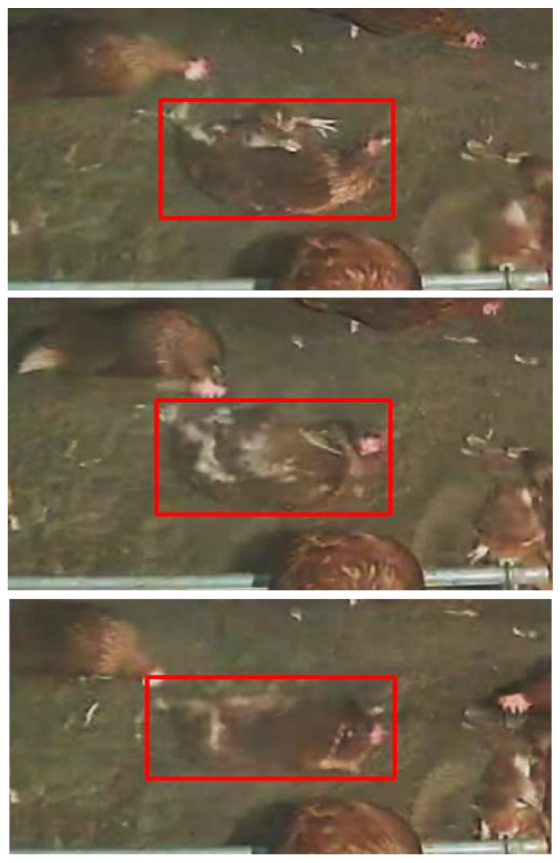 Animals 13 00033 g001