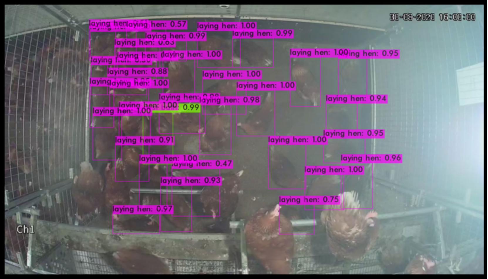 Animals 13 00033 g004