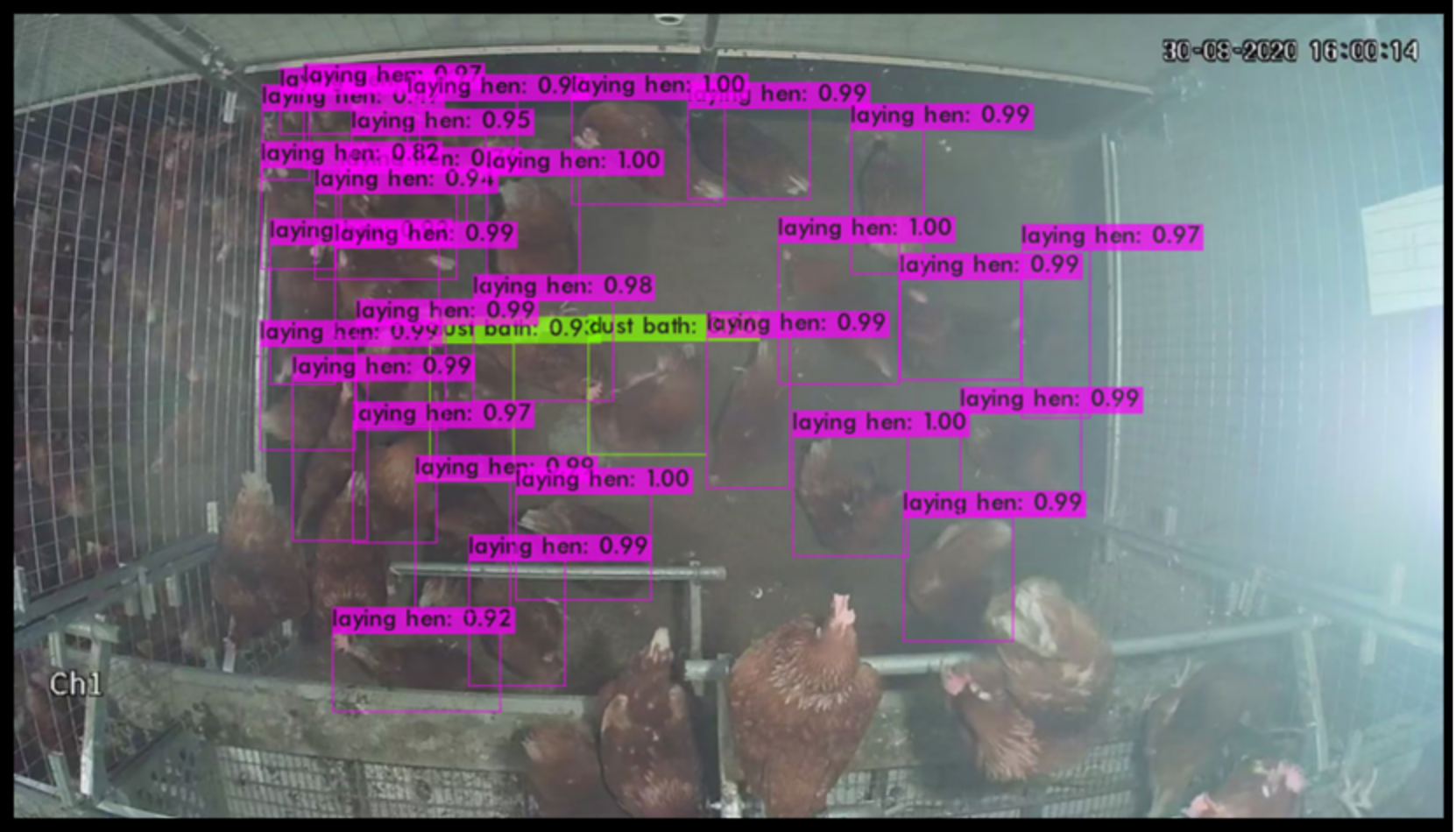 Animals 13 00033 g005