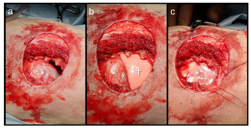 Animals 13 00034 g002