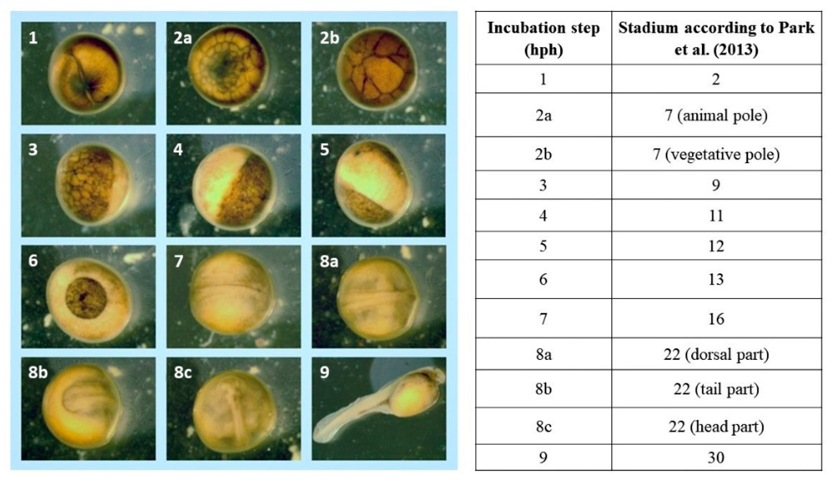 Animals 13 00042 g001